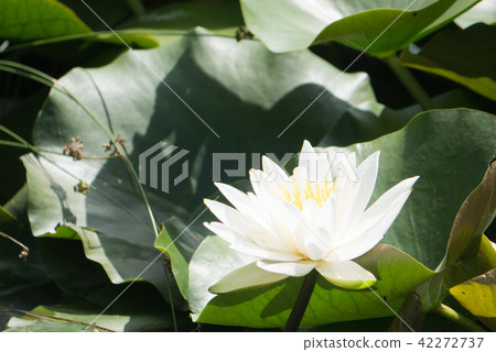 Water lily 42272737