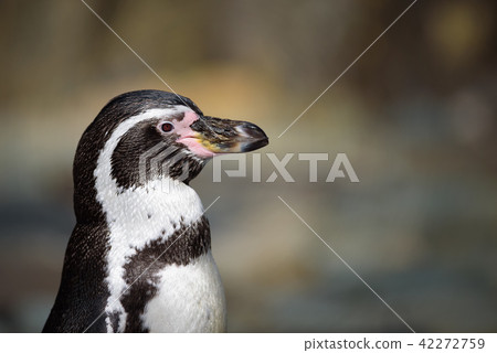 Close up portrait of Humboldt penguin 42272759