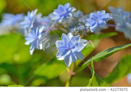 Tree: Ezo hydrangea family 42273075