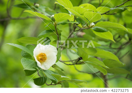 Summer Camellia Summer Camellia 42273275