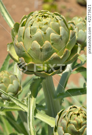 Plant: Artichoke Compositae 42273621