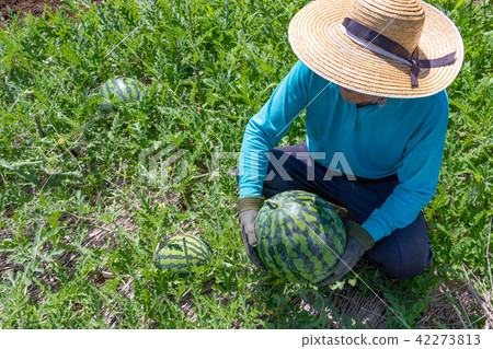 Watermelon field summer harvest image 42273813