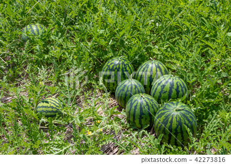 Watermelon field summer harvest image 42273816
