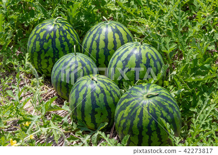 Watermelon field summer harvest image Watermelon field summer harvest image 42273817