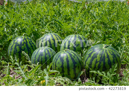 Watermelon field summer harvest image Watermelon field summer harvest image 42273819