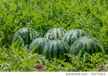西瓜領域夏天收穫圖像 西瓜領域夏天收穫圖像 42273822