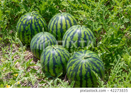 Watermelon field summer harvest image 42273835