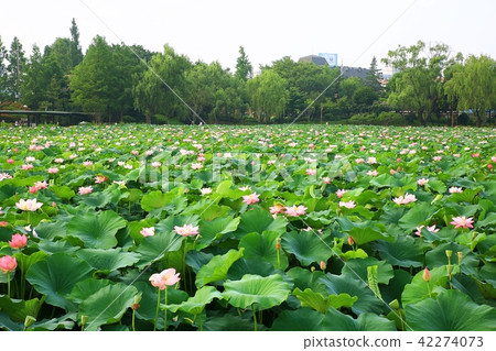 Lotus park Lotus park 42274073