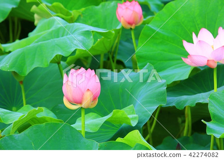 蓮花公園 42274082