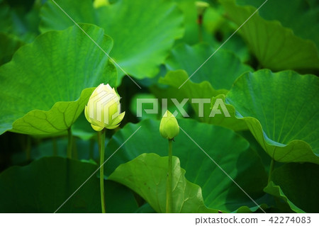 蓮花公園 42274083