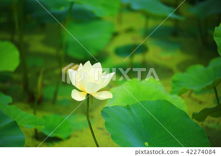 蓮花公園 42274084