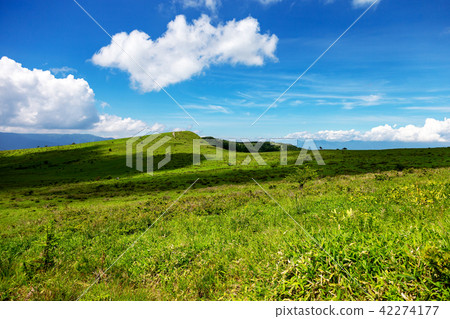 Kirigamine沼澤（7月陽光Hachijimagahara） 42274177