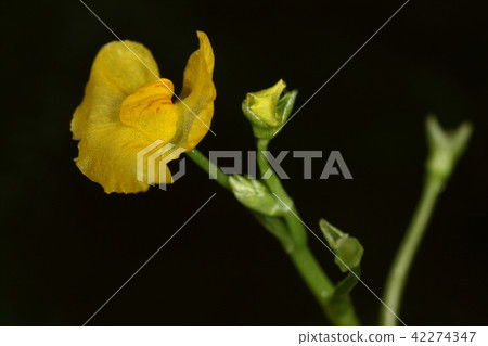 Natural plant Hinatanukimo, beautiful flowers on the surface. The stems and leaves of Mojamoja were dense in the water 42274347