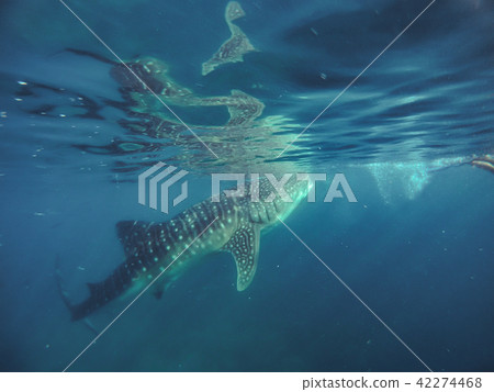 Tourists swim in the sea with whale sharks near the city of Oslob 42274468