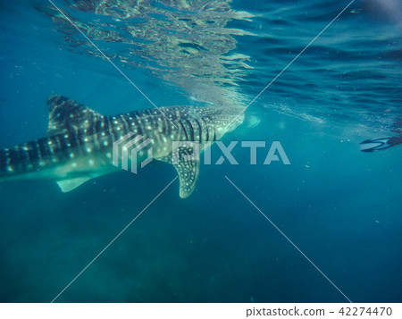 Tourists swim in the sea with whale sharks near the city of Oslob 42274470