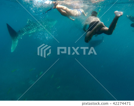 Tourists swim in the sea with whale sharks near the city of Oslob 42274471