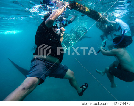 Tourists swim in the sea with whale sharks near the city of Oslob 42274472