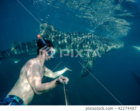 Tourists swim in the sea with whale sharks near the city of Oslob 42274487