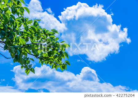 Fresh green and blue sky in early summer Fresh green and blue sky in early summer 42275204