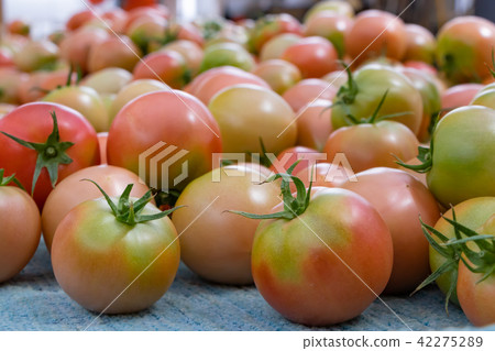 Tomato farmhouse heaped tomatoes after harvest Tomato farmhouse heaped tomatoes after harvest 42275289