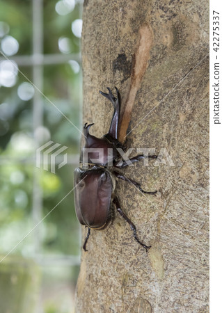 甲蟲昆蟲 42275337