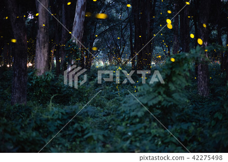 Image of Firefly flying in the night forest 42275498
