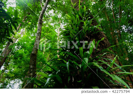 fern on tree in rainforest 42275794