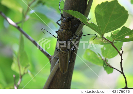 Mulberry beetle 42276076