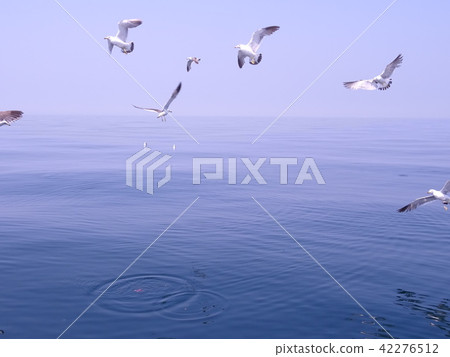 Seagull 42276512