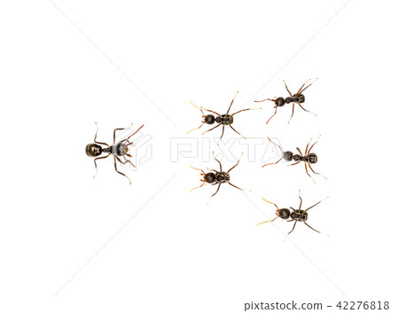 leader ants 42276818