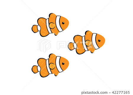 Anemone fish Anemone fish 42277165