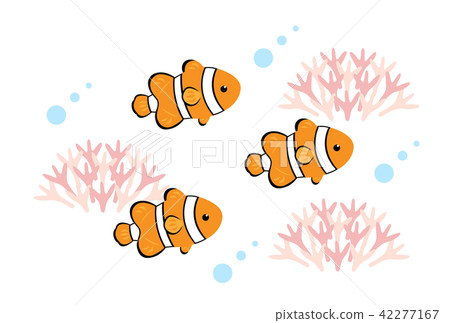 Anemone fish 42277167