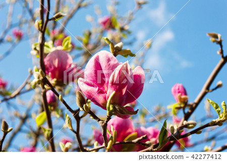 Beautiful blossoming magnolia flowers 42277412