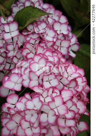 粉紅繡球 粉紅繡球 42277646