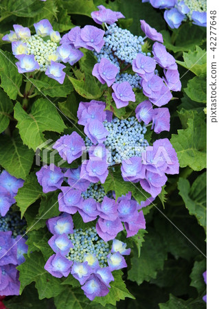 紫色繡球花 紫色繡球花 42277648