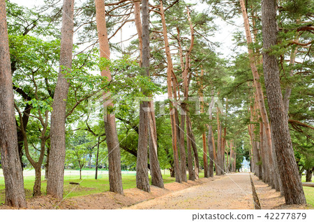 Matsuki Nagi Akita ken 42277879