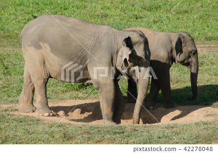 Asian elephants is eating solid in Thailand forest 42278048