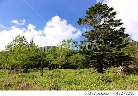 仲夏的Kita Yatsugatake（5） 42278286