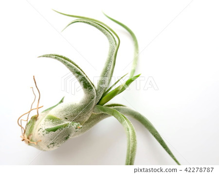 空氣植物花蕾 空氣植物花蕾 42278787