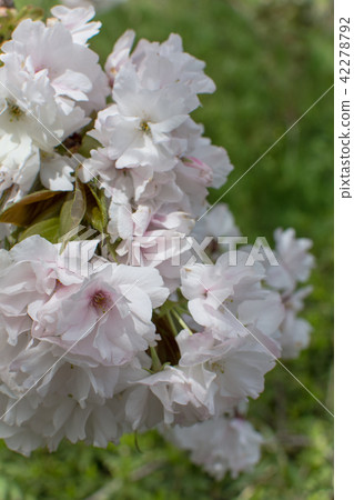 Spring flower  42278792