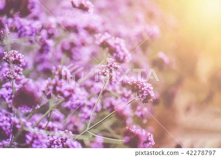 Blurred of Verbena Bonariensis is a perennial plant that flowers in late summer Blurred of Verbena Bonariensis is a perennial plant that flowers in late summer 42278797