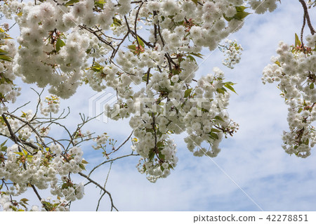 春天的天空 42278851