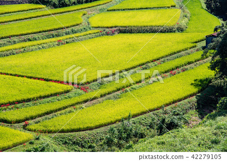 Satoyama Higishi flower and rice field early fall of rice terrace of Asuka, Nara Prefecture Satoyama Higishi flower and rice field early fall of rice terrace of Asuka, Nara Prefecture 42279105
