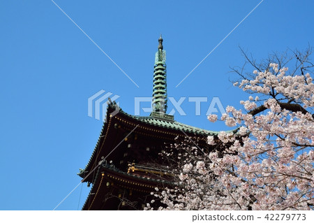 Ueno Toshogu Shrine Old Kanonji 5-storied tower and cherry Ueno Toshogu Shrine Old Kanonji 5-storied tower and cherry 42279773