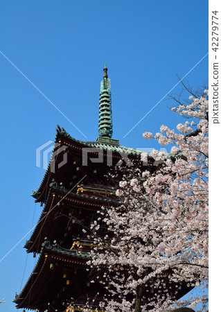 Ueno Toshogu Shrine Old Kanonji 5-storied tower and cherry Ueno Toshogu Shrine Old Kanonji 5-storied tower and cherry 42279774