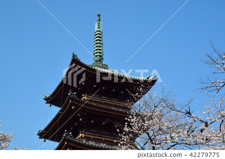 Ueno Toshogu Shrine Old Kanonji 5-storied tower and cherry Ueno Toshogu Shrine Old Kanonji 5-storied tower and cherry 42279775