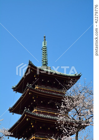 Ueno Toshogu Shrine Old Kanonji 5-storied tower and cherry Ueno Toshogu Shrine Old Kanonji 5-storied tower and cherry 42279776