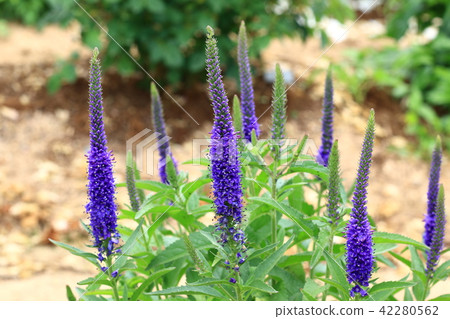 Veronica Spicata 42280562