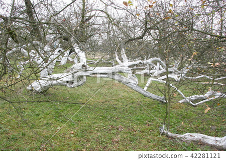 200 years old apple orchard-colony 200 years old apple orchard-colony 42281121