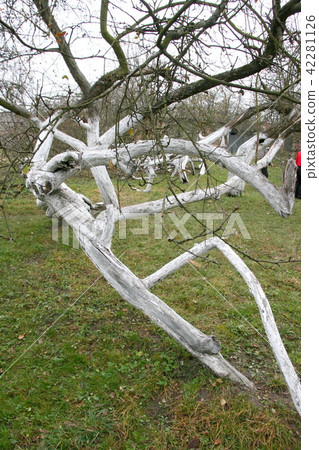 200 years old apple orchard-colony 200 years old apple orchard-colony 42281126